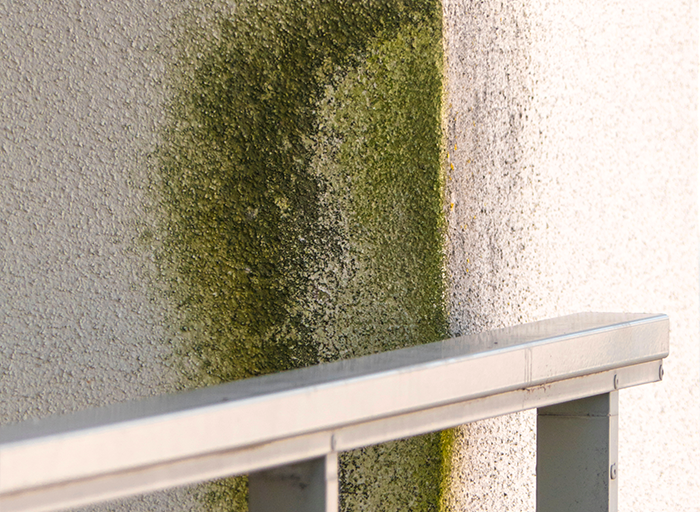 plíseň na zdi